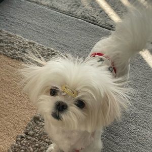 Meet your Posher, Phoebe